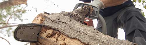 elagage abattage arbre